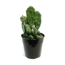 Load image into Gallery viewer, Cactus, 5in, Opuntia Quimilo
