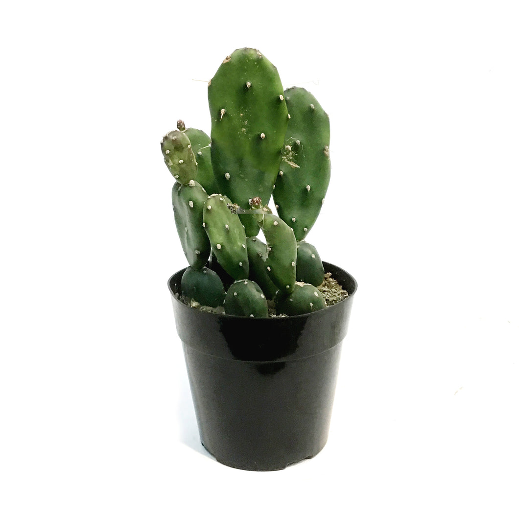 Cactus, 5in, Opuntia Quimilo