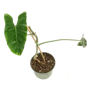 Philodendron, 6in, Paraiso Verde