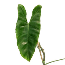 Load image into Gallery viewer, Philodendron, 6in, Paraiso Verde
