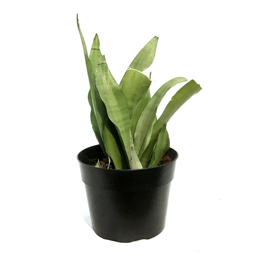Sansevieria, 8in, Moonshine