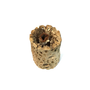 Tillandsia Cholla Wood Holder