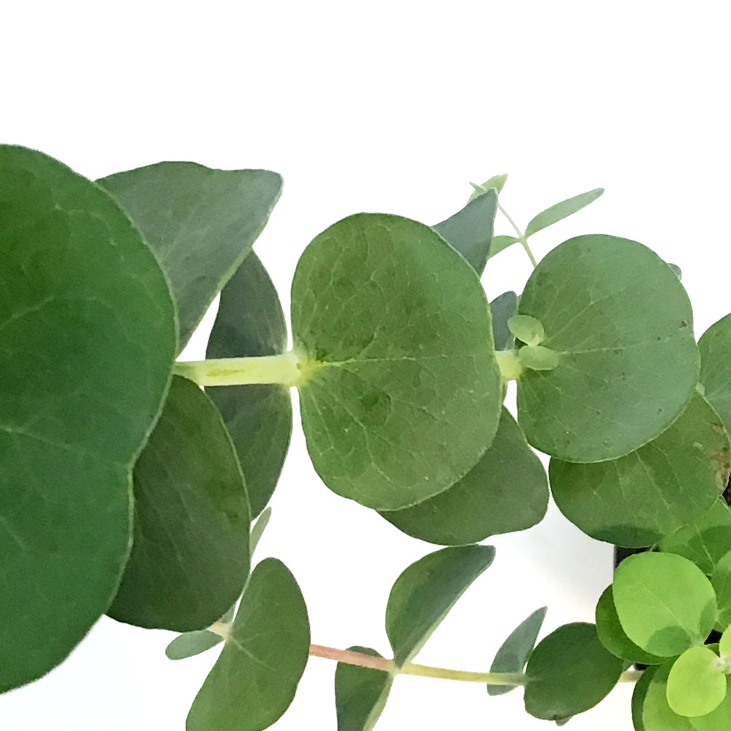 Eucalyptus, 4in, Silver Dollar