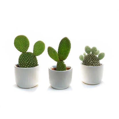 2in, Cactus, Ceramic pot