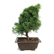 Bonsai, 10in, Juniper
