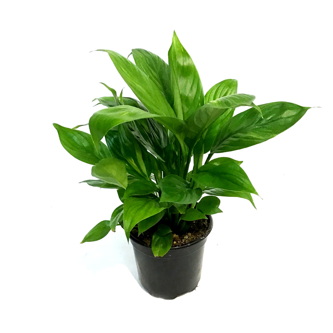 peace lily mojo Spathiphyllum, 4in, MojoPeace Lily – Floral Acres Greenhouse & Garden Centre
