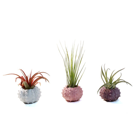 Tillandsia Sea Urchin