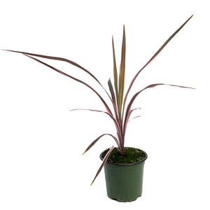 Cordyline, 4in, Southern Spledor