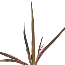 Load image into Gallery viewer, Cordyline, 4in, Southern Spledor
