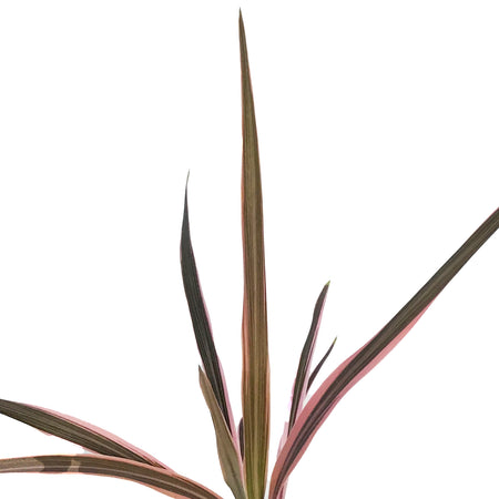 Cordyline, 4in, Southern Spledor