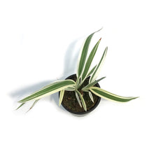 Load image into Gallery viewer, Phormium, 4in,Flax, Variegated
