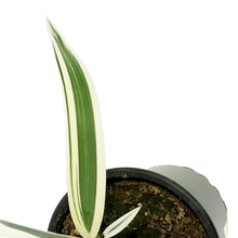 Load image into Gallery viewer, Phormium, 4in,Flax, Variegated
