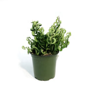 Lipstick Plant, 4in , Twister