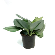 Scindapsus, 4in, Treubii Moonlight
