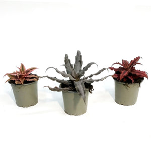 Cryptanthus, 2.5in,