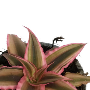 Cryptanthus, 2.5in,