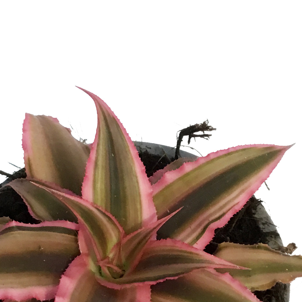 Cryptanthus, 2.5in,