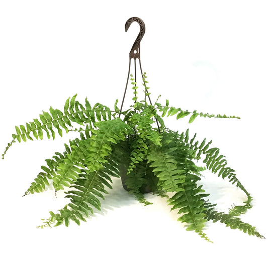 Fern, 6in HB, Boston