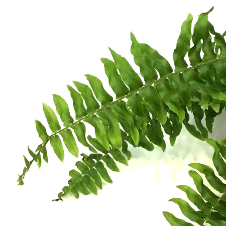 Fern, 6in HB, Boston