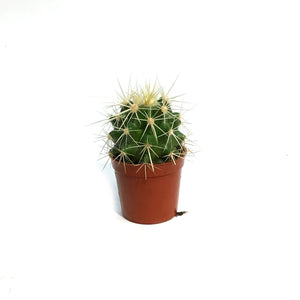 Cactus, 2.5in, E. grusonii 'Golden Barrel' Assort