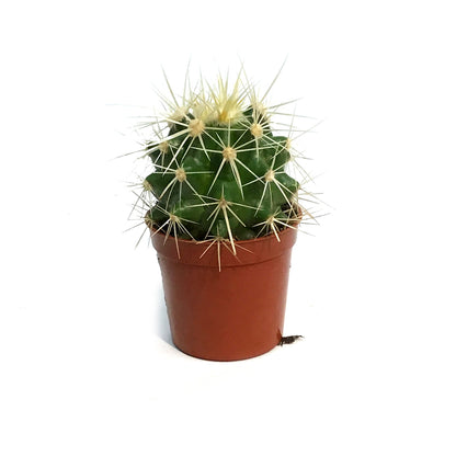 Cactus, 2.5in, E. grusonii 'Golden Barrel' Assort