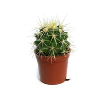 Load image into Gallery viewer, Cactus, 2.5in, E. grusonii 'Golden Barrel' Assort
