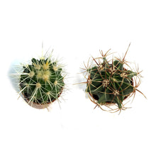 Load image into Gallery viewer, Cactus, 2.5in, E. grusonii 'Golden Barrel' Assort
