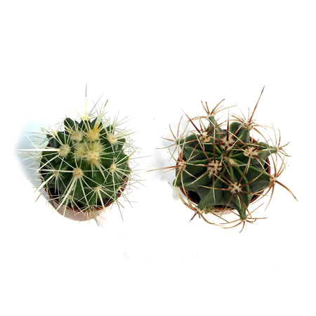 Cactus, 2.5in, E. grusonii 'Golden Barrel' Assort