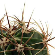 Load image into Gallery viewer, Cactus, 2.5in, E. grusonii 'Golden Barrel' Assort
