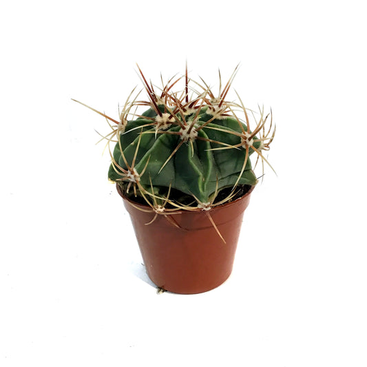 Cactus, 2.5in, E. grusonii 'Golden Barrel' Assort