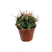Load image into Gallery viewer, Cactus, 2.5in, E. grusonii 'Golden Barrel' Assort
