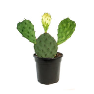 Cactus, 4in, Phaeacantha, Winter Hardy