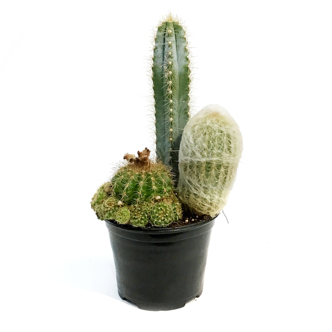 Cactus, 6in, Trio