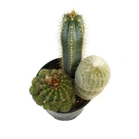 Cactus, 6in, Trio