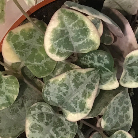 String of Hearts, 2.5in, Ceropegia woodii,Pretty