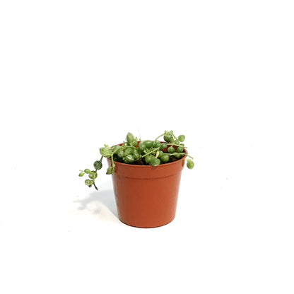 String of Pearls, 2.5in, Senecio Rowleyanus