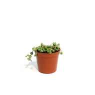 String of Pearls, 2.5in, Senecio Rowleyanus