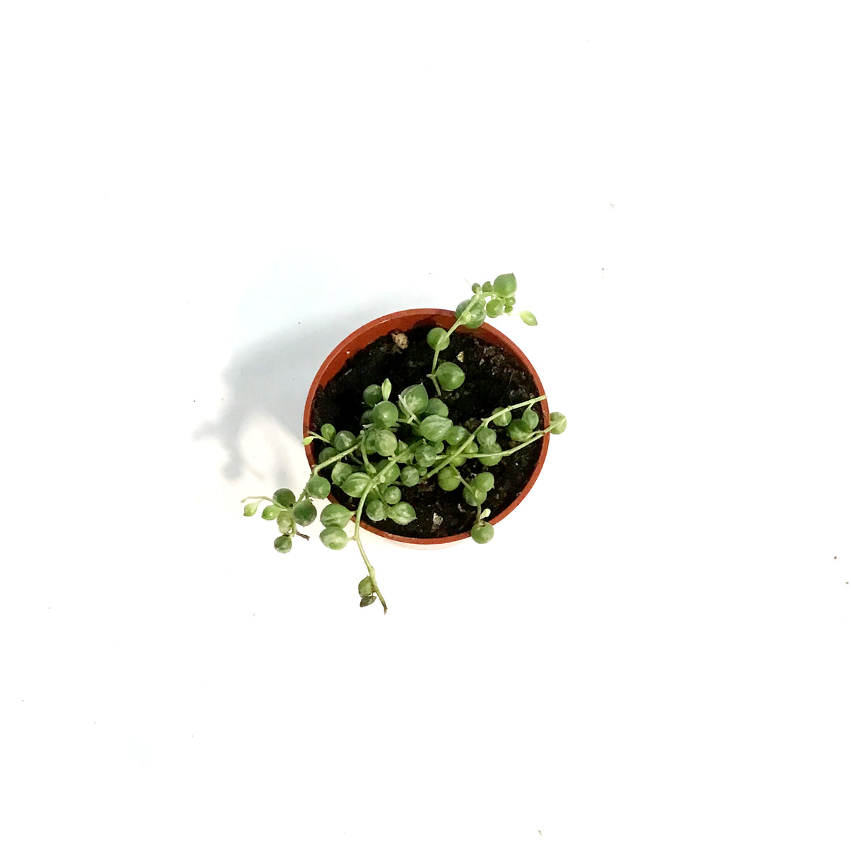 String of Pearls, 2.5in, Senecio Rowleyanus