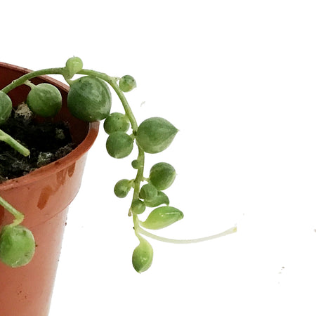 String of Pearls, 2.5in, Senecio Rowleyanus