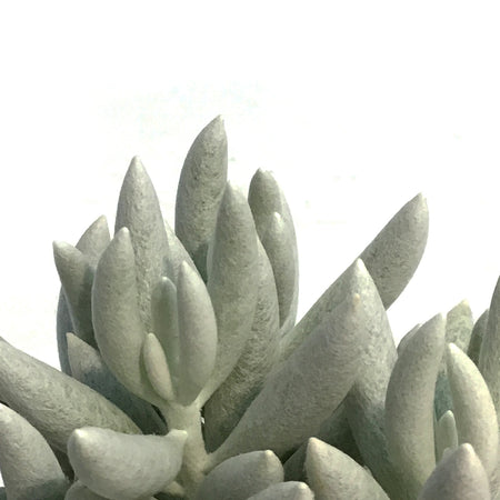 Succulent, 3.5in, Ghost Plant