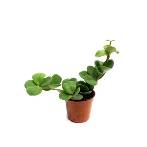 Peperomia, 2.5in, Obtusifolia Hope