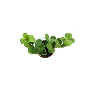 Peperomia, 2.5in, Obtusifolia Hope