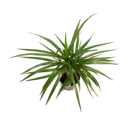 Dracaena, 4in, Marginata Branched Character