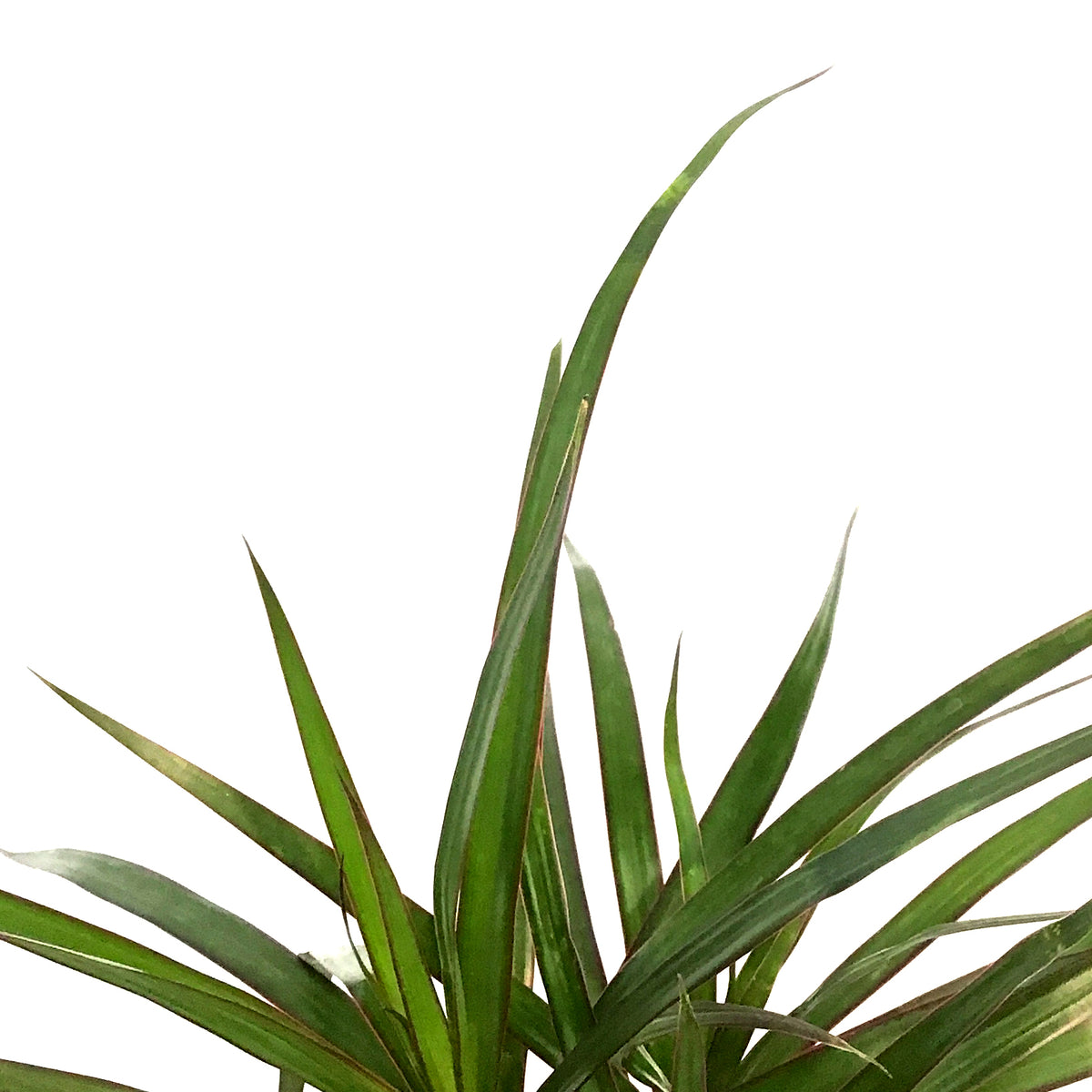 Dracaena, 4in, Marginata Branched Character