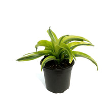 Load image into Gallery viewer, Dracaena, 4in,Yellow Surprise
