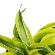 Load image into Gallery viewer, Dracaena, 4in,Yellow Surprise
