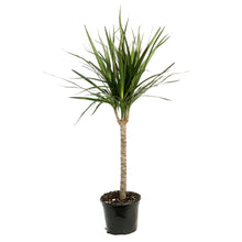 Load image into Gallery viewer, Dracaena, 6in, Marginata Branched Character
