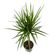 Load image into Gallery viewer, Dracaena, 6in, Marginata Branched Character
