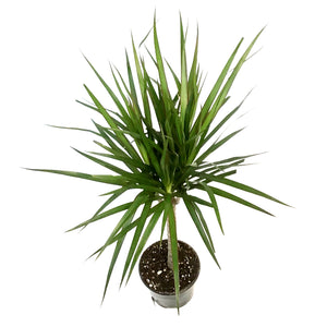 Dracaena, 6in, Marginata Branched Character