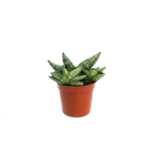 Sansevieria, 2.5in, Starfish